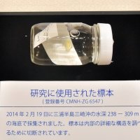 展示されているヨウサイイソギンチャクの標本