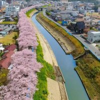 伐採される桜、記憶に　茂原市観光協会ＤＶＤ作成　ＣＦ活用、賛同者２１４人