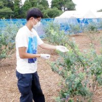 学生運営ブルーベリー農園　東金・県立農業大学校で始動　ピンクバッタなど希少昆虫も展示