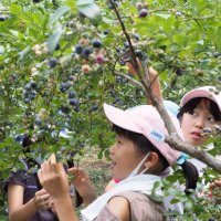ブルーベリー摘みに来て！　木更津、８園オープン