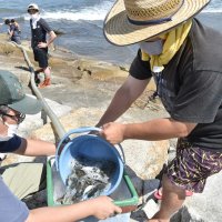 いすみの新たな特産品に　トラフグ稚魚放流　伊勢エビやマダコに続け！