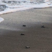 大海原で大きくなって　鴨川シーワールド、子ガメ放流　保護した卵からふ化　