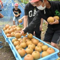 収穫した梨をかごに並べる児童