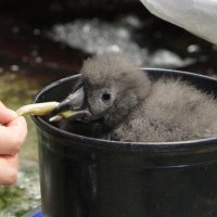 巣立ちへ、すくすく成長　海鳥「エトピリカ」ひな　鴨川シーワールドで来月公開予定