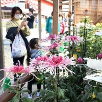 鮮やか菊花８００鉢　成田山新勝寺