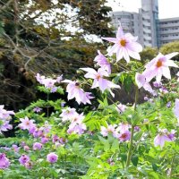 住宅街の花畑に咲く皇帝ダリア＝御宿町新町
