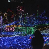 里山で見つけた宝石箱　３０万個、豪華イルミ　市原・クオードの森　【師走スケッチ２０２１】