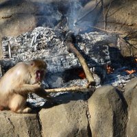ニホンザル、たき火と焼き芋で暖　大寒に来場者も“ほっこり”　千葉市動物公園