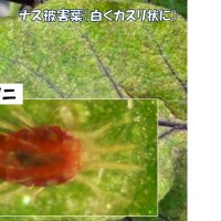 発育早く、強い繁殖力　種類により異なる防除　害虫３　風間龍夫　【野菜レッスン】（１２６）