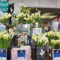 出荷最盛期迎え特産カラー展示　君津市役所