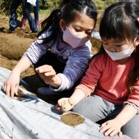 「おいしく育って」　多古でジャガイモ栽培体験