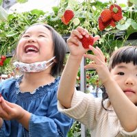 県内有数のイチゴ産地として知られる東庄町で、イチゴ狩りが最盛期を迎えている。１３日には磯山観光いちご園で、家族連れらが甘い旬の味に舌鼓を打っていた