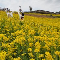丘の斜面を鮮やかに彩る菜の花畑で春を満喫する若い男女＝１７日、富津市のマザー牧場