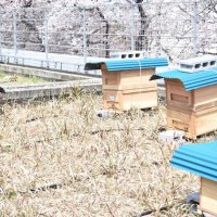 大学のキャンパス内の屋上に設置された蜂の巣箱
