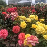 京成バラ園、お得に利用　ローズきっぷ春販売中