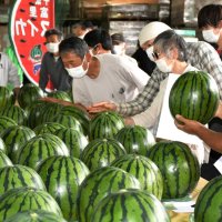 富里市で特産品スイカの出荷が始まり、形や大きさの基準を確認する生産者たち＝６日、同市