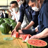 富里スイカ、出荷始まる　甘さ、みずみずしさ確認　最盛期前に査定会