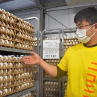“千葉の卵”食べて　鳥インフル、飼料高騰で苦境　鶏卵業者が消費ＰＲ　木更津アウトレットで１４日イベント