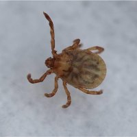 日本紅斑熱の原因となるマダニ（県衛生研究所提供）
