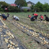 白子タマネギ農福連携　長生地域・障害者収穫に活躍　潮風ファーム・生産拡大へ「視界開けた」