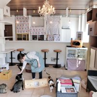 「猫実の保護猫カフェ」誕生！　移転資金１６００万円、ＣＦで集まる　「猫の館ＭＥ」（浦安）　譲渡成約の倍増目指す