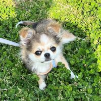 お散歩～立ち止まるワンちゃん　互いに絆を深め合う　堀田　素愛　【わんこのわ】（３６）