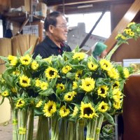 名産ヒマワリ出荷ピーク　館山・西岬　ウクライナ国花、平和願う