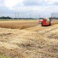 小麦刈り取り始まる　野田　千葉県内最大作付面積