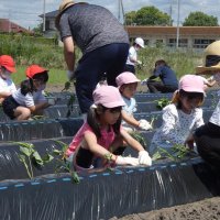 「大きく育ってね」　園児と小学生、サツマイモ植え　長生