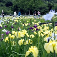 凛と立つハナショウブ　袖ケ浦公園