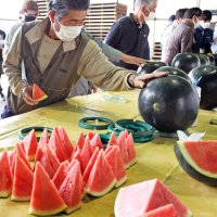 黒いスイカの出荷始まる　糖度高い仕上がり　お中元に人気　富里「プレミアムブラック」