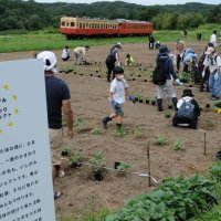 夏の新名所つくろう！　市原・小湊沿線　１００人でヒマワリ苗植え