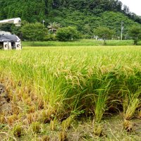 超早場米の収穫が本格的に始まった＝２１日、いすみ市新田野