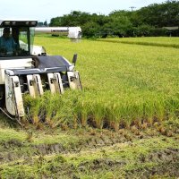 超早場米の収穫本格化　大暑を前に、早くも新米の時期　いすみ