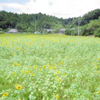 ヒマワリ畑３０年で幕　高齢化や担い手不足、管理団体解散　大網白里・金谷郷