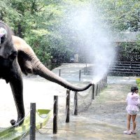 長い鼻から水しぶき　市原ぞうの国