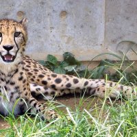 来月２８日によこはま動物園ズーラシアへの移動が決まったクラリス(千葉市動物公園提供)