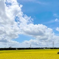 あすから９月、厳しい残暑　稲穂のじゅうたん黄金色に　市原