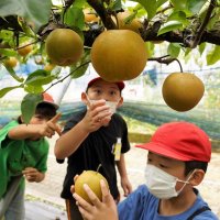 みずみずしく丸々と　いすみ　学校で育てた梨収穫