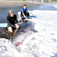 鴨川の海岸にクジラ漂着　サメ襲撃か救助後死ぬ