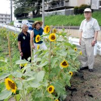 花を盾にポイ捨て根絶　“ごみ捨ての名所”から憩いの場へ　住民育てたヒマワリ満開　市原・大厩地区