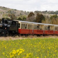 菜の花が咲き誇る里山を走る小湊鉄道のトロッコ列車＝３月、市原市
