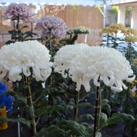 丹精込めた大輪２００点　８日まで山武市菊花展