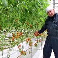 トマト栽培を数値化　収量増、ＣＦで販路拡大へ　石井農園／１４１ｆａｒｍ　（一宮町）　【ちばの元気企業】