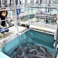 木更津産陸上養殖サーモン　ウクライナ情勢影響、国産注目　ＦＲＤジャパン全国にノウハウ共有へ 　【ＳＤＧｓちば】