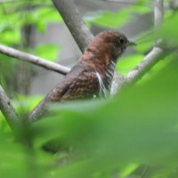 ホトトギス　スズメ目カッコウ科　赤色型＝２０１１年６月１５日、君津市（田村満氏撮影）
