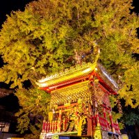 千本公孫樹夜に彩り　樹齢１２００年　国指定天然記念物　市川　２６、２７日ライトアップ
