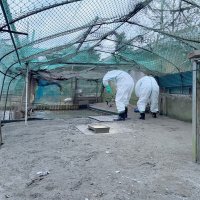 【速報】千葉県内、今季初の鳥インフル　香取のアイガモ陽性判明、１４羽を殺処分