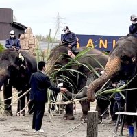 サトウキビ甘～いゾウ　安房拓心高生、栽培し贈る　市原ぞうの国