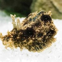 頭の２本の突起がウサギの耳のようにも見えるアメフラシの仲間「フレリトゲアメフラシ」
